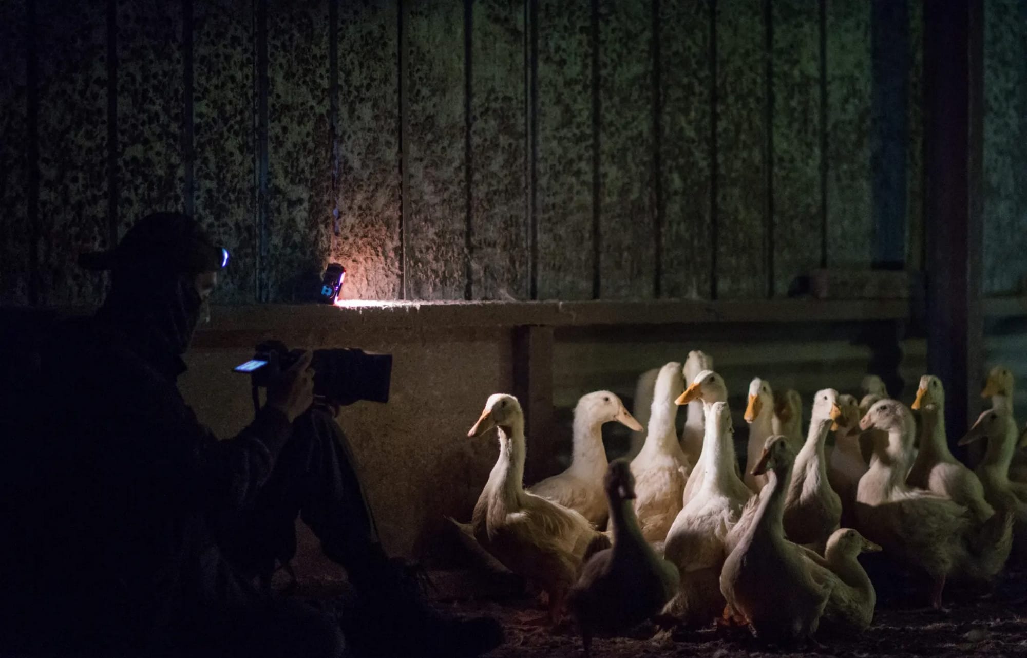 A duck farm in Australia 2017