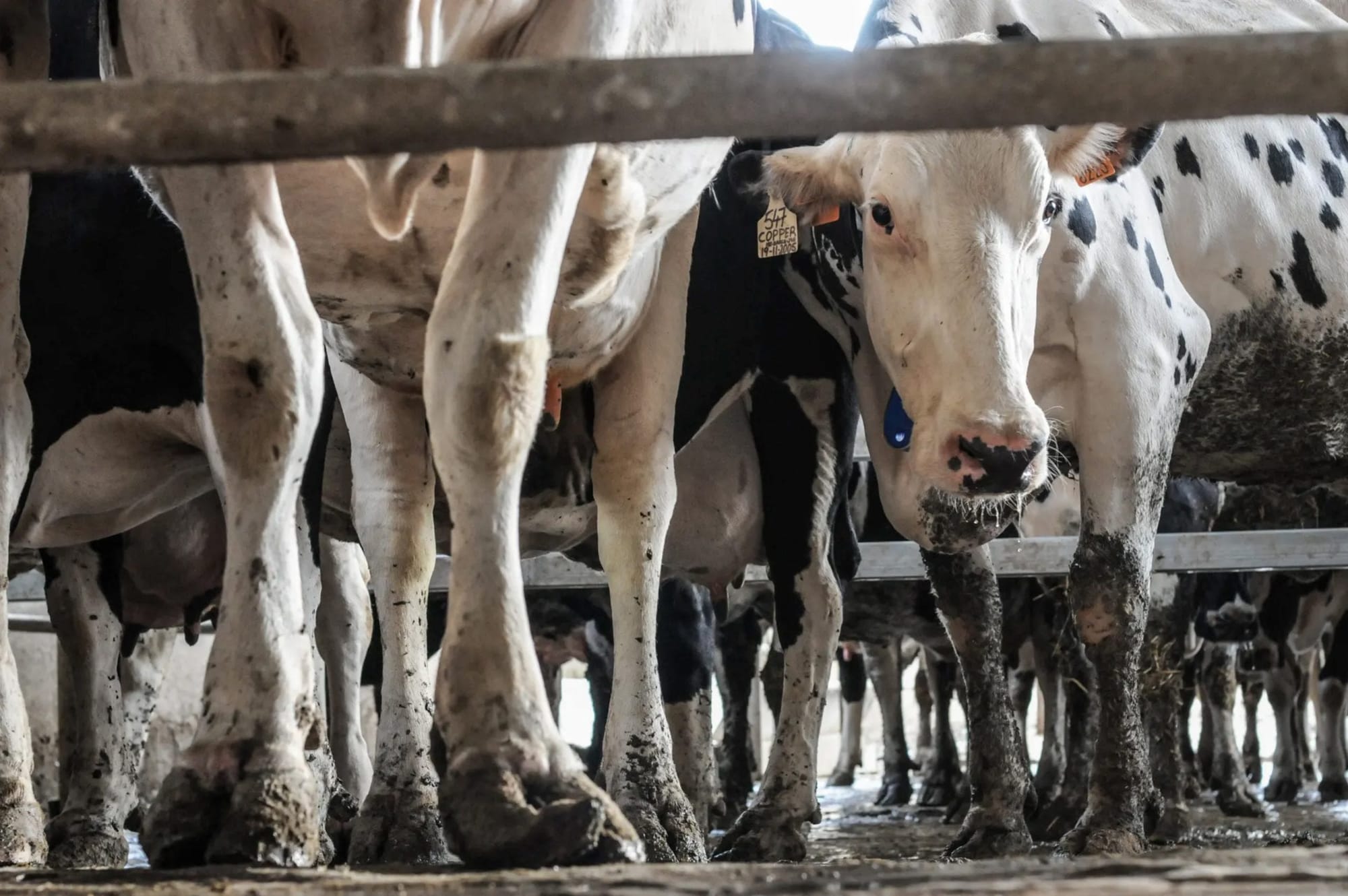 Dairy cows wait in line to be milked Spain 2010