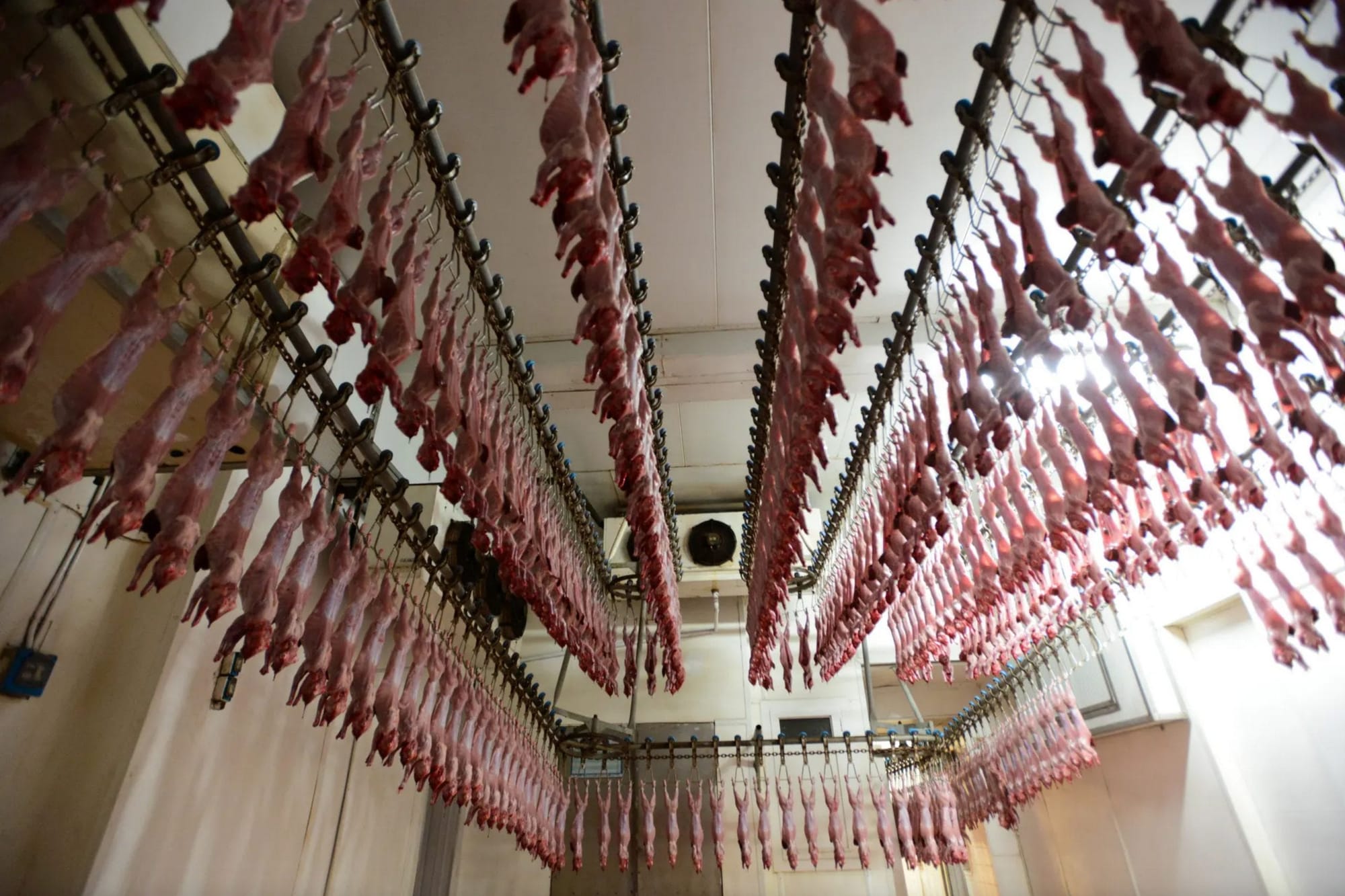 A Spanish rabbit abattoir 2013