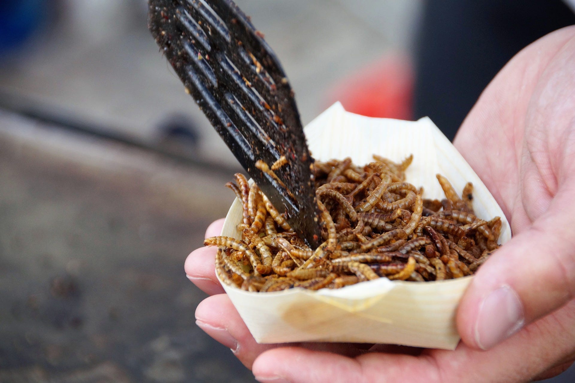 Insekten Snack